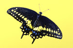 Black Swallowtail