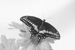 Black Swallowtail