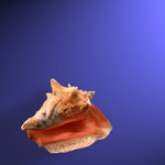 Conch (square)