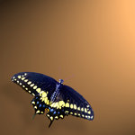 Swallow Tail (square)