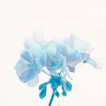 Blue Geranium (square)