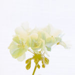Yellow Geranium (square)