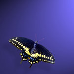 Swallow Tail (square)