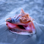 Conch in Surf (square)