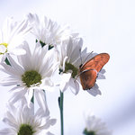 Julia Butterfly  (square)