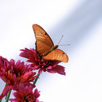 Julia Butterfly (square)