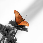 Julia Butterfly(square)