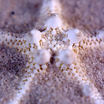 Knobby Starfich (square)