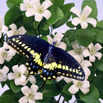 Orange Blossom and Butterfly (square)