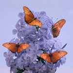 Purple Flower and Butterflies (suare)
