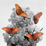  Flowers and Butterflies (suqare)