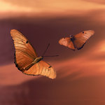 Butterflies at Sunset