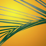 Frond at sunset (square)
