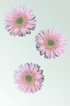 Three Gerbera Daisy