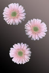 Three Gerbera Daisy