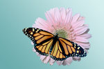 Monarch on daisy