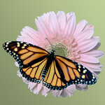 Monarch on daisy (square)
