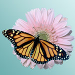 Monarch on daisy (square)