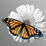 Monarch on daisy (square)