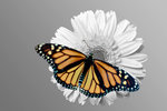 Monarch on daisy