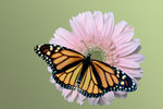 Monarch on daisy