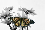 Monarch