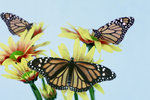 Three Monarch