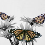 Three Monarch (square)