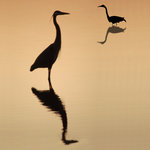 Heron Silouette (square)