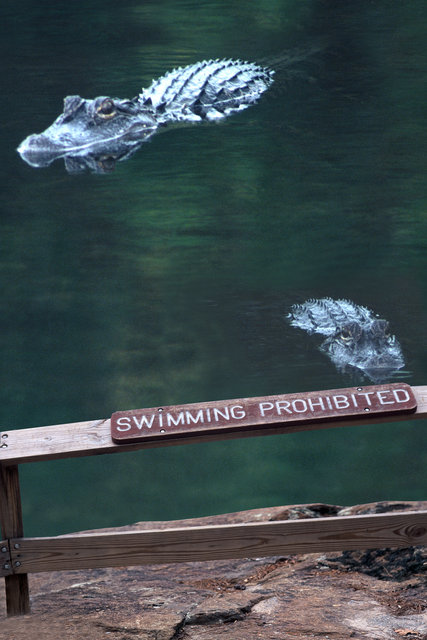 Two Gators