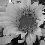 Sunflower (square)