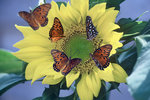 A Sunflower with Several Butterflies