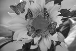 Sunflower with Several Butterflies
