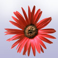 Painted Daisy