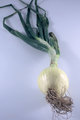 An Onion