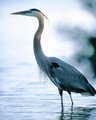 Standing Tall