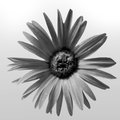 Painted Daisy (square)