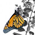 Monarch on Blossom (square)