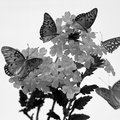 Monarchs and Penta (suqare)