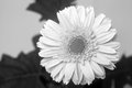 Gerbera Diasy