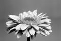 Gerbera Daisy