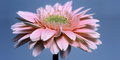 Gerbera Daisy (pan)