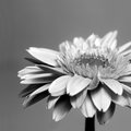 Gerbera Daisy (square)