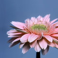 Gerbera Daisy (square)