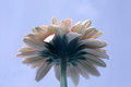 Gerbera Daisy