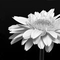 Gerbera Daisy (square)