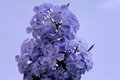 Purple Blossoms