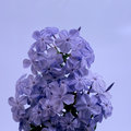 Purple Blossoms (square)