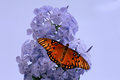 Purple Blossoms with Gulf Fritillary