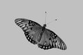 Gulf Fritillary